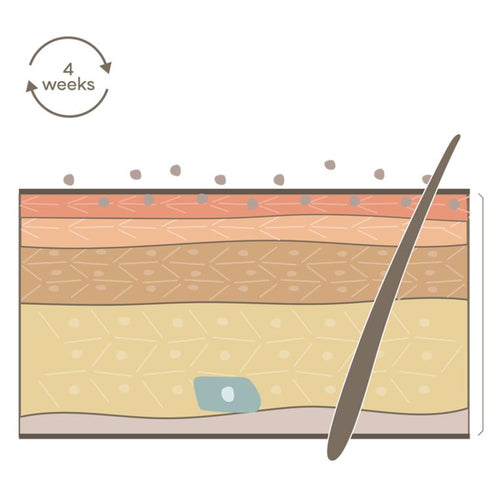 Your skin cycle: the secret to naturally glowing skin